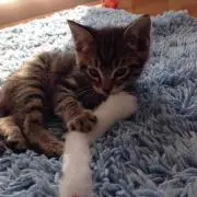 たくれまま