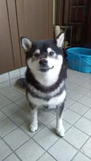 黒柴サクラ