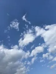楓の画像