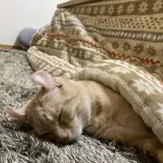 ぴーちゃん