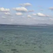 エリカの画像