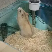 綾瀬の画像