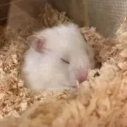もっちんの画像