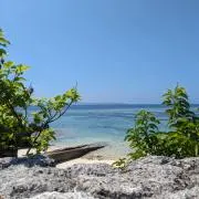 やなぎむしの画像