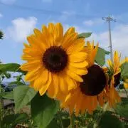 じょーかーの画像