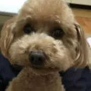 やこちゃんの画像