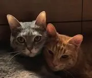 ベリー