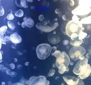 みっちー