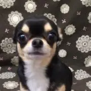 はまちの画像