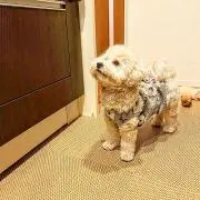 べりやんの画像