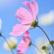 かるめら虹の画像