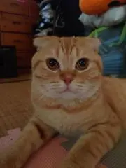 Exoexoの画像