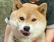 めいの画像