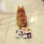 たぴんの画像