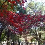 由布