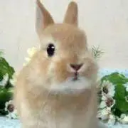 SAKUの画像