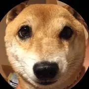アンちゃんの画像