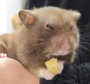 ぐらの画像
