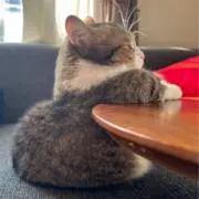 おこめ