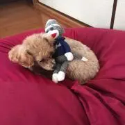 タオタオ