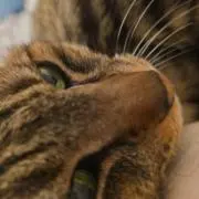にらん