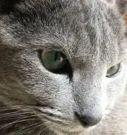 ねこの画像