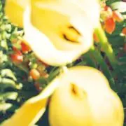 ちゅん 'ᴗ'の画像
