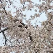 maiaiの画像