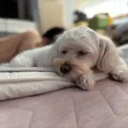 おかぴんの画像