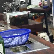すずかの画像