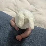 ぽんの画像