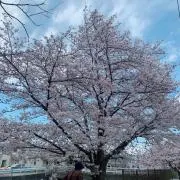 高島