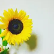 まー