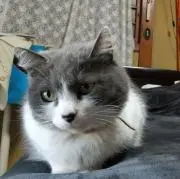 オディの画像