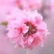 かず