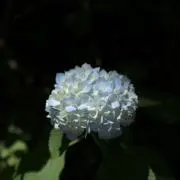 7/16～7/26 発送お休みの画像