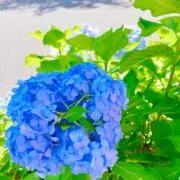 あかじんの画像