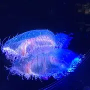 だんな