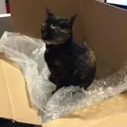 ハリー