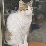 ちくわ