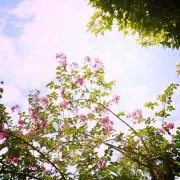 momoの画像