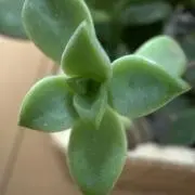 DONふらわぁの画像