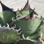 植物野郎の画像