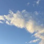 きゃべつの画像