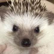 抹茶