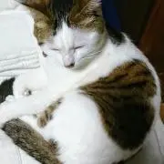 たるのあの画像