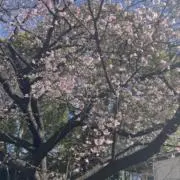 ゆめゆめの画像