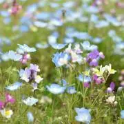おこな☆の画像