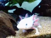 もってぃー