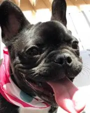 ハラミ